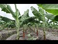TWO BEST WAY WHY WE TRIM OR PRUN PLANTAIN AND BANANAS LEAVIES