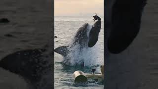 Download lagu Hiu besar makan umpan🐬fishing knots🦈fishing mania🦈big fish #hiu #fish #fishing #shark #shorts mp3