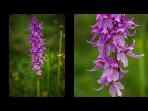 Deutschlands wilde Pflanzenwelt - Einheimische Orchideen und mehr - Wildlife #2 // Gartenschlau.com