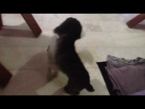 Toy Poodle and Japanese Spitz playing!