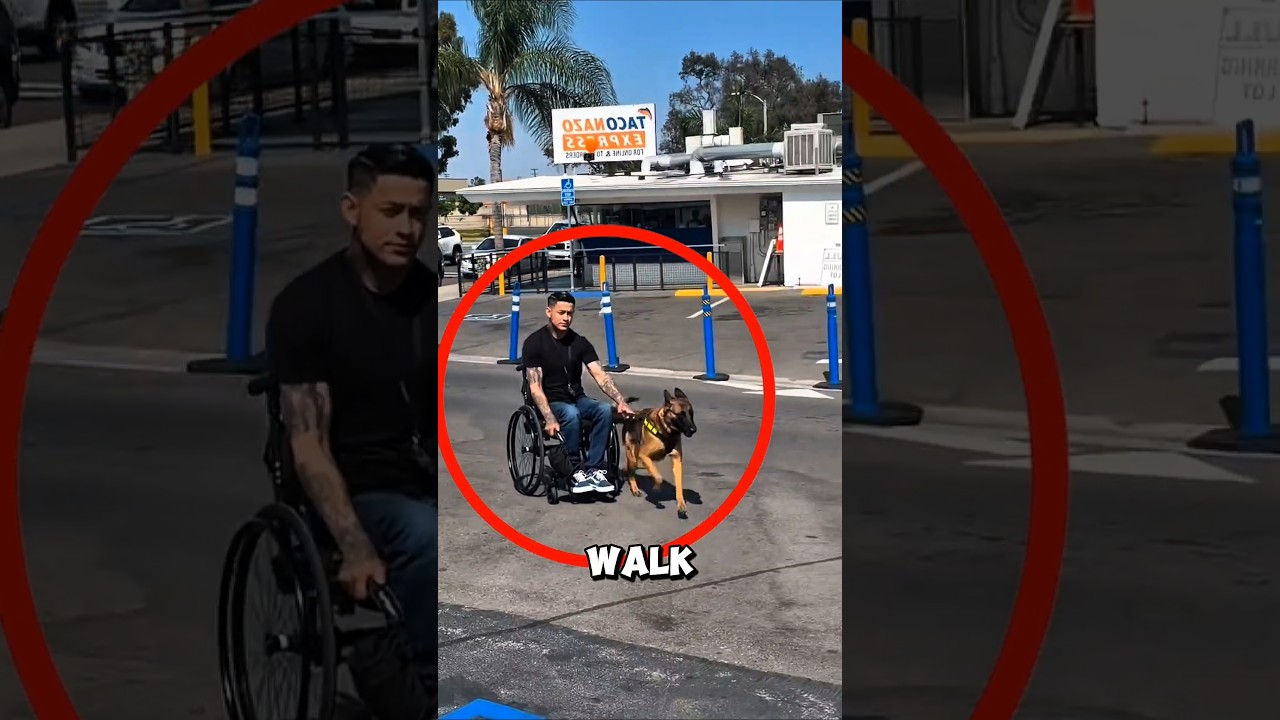 This Smart Dog Pulled His Owner Everywhere With Love #animals #love #shorts