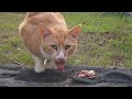 The Ginger Cat Starts Gobbling Up Food The Moment It Sees It