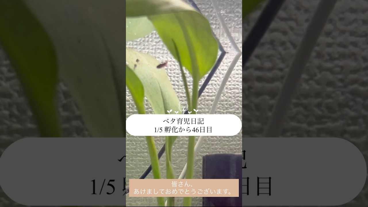 【ベタ育児日記 1/5 孵化から46日目】 #ベタ繁殖 #ベタ飼育