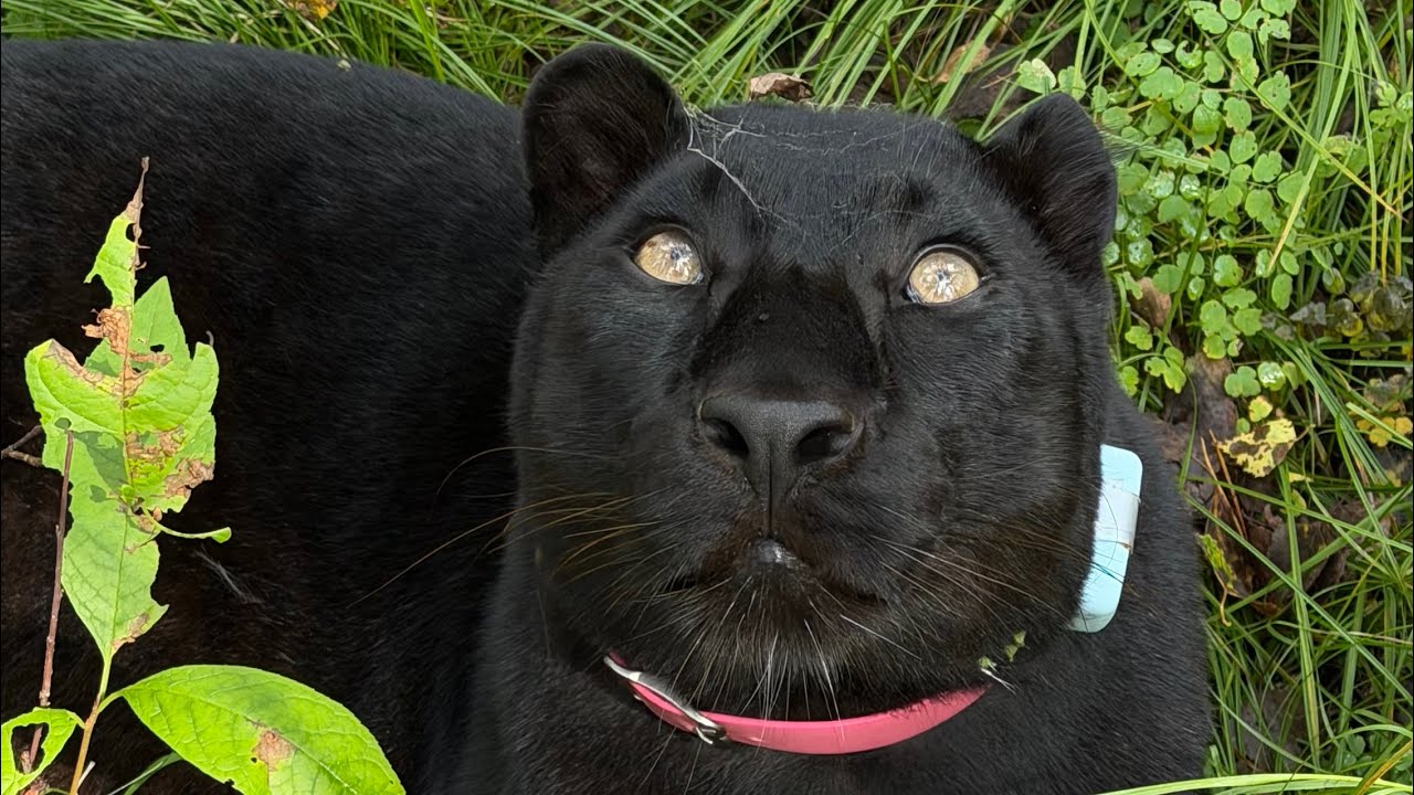 Take a walk through the swamps with Luna the panther 😁(ENG SUB)