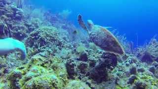 preview picture of video 'SCUBA diving, Roatan, Honduras, CoCo View Resort 9-18-2014 part 2'