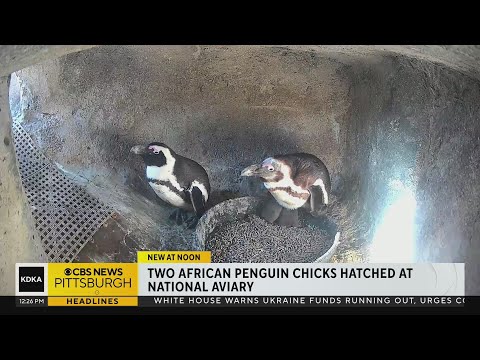 2 African penguin chicks hatch at National Aviary