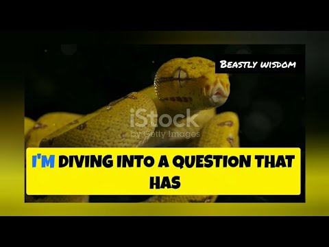 Green Anaconda VS Reticulated Python: Who's More Dangerous?