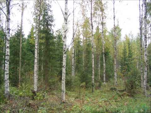 Podcast 9 osa 3  -  koivikossa