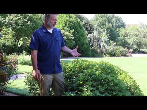 Indian hawthorn (Rhaphiolepis indica) - Plant Identification