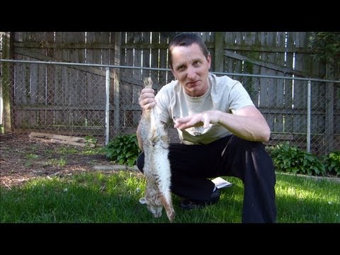 Rabbit Cleaning for Beginners, NonHunters, and "Wussies ...