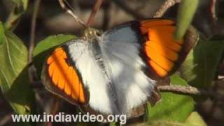 White Orange Tip or Ixias Marianne