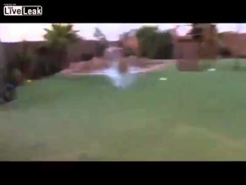 Calling a dog from the pool     Wait, that's not a dog!