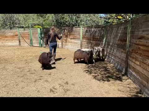 Rocco-5 month old Border Collie Working Sheepdog For Sale