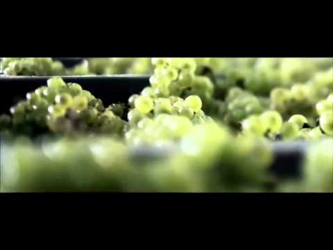 Moët   Chandon, success   glamour since 1743