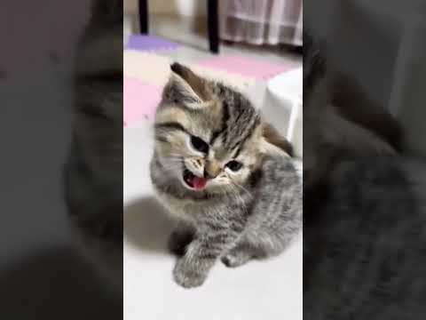 Cats ✨#viralvideo#shorts#cat#catlovers#cats#catshorts#meow#puppy