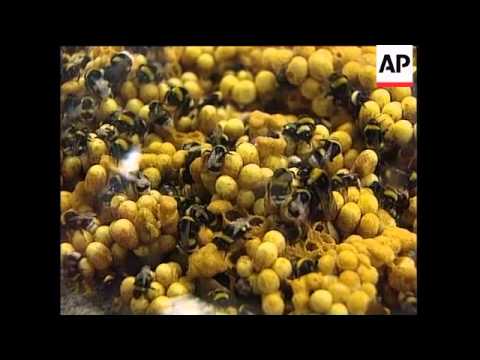 Israel - Bee-keepers develop giant bumblebee