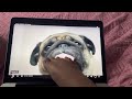 Pug Licking Screen