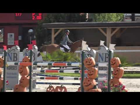 Ivar v. Durango vdl gelding 2013
