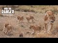 Lioness And Cubs On The Move Maasai Mara Safari Zebra Plains