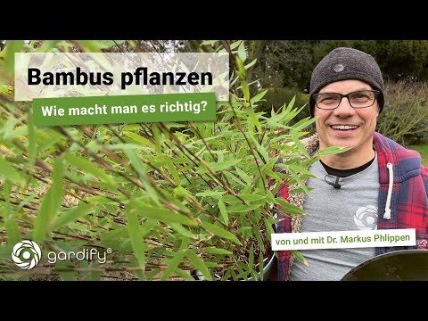 Planting bamboo - how do you do it correctly and do you need a rhizome barrier?