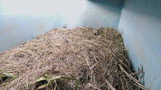 ダルマガエル観察ライブ20251119