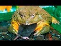 Bullfrogs Eat Mice Slow Motion HD