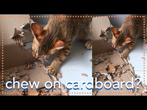 Why my kitten chew on Cardboard?