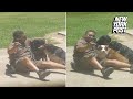 UPS guy caught in a literal dog pile | New York Post