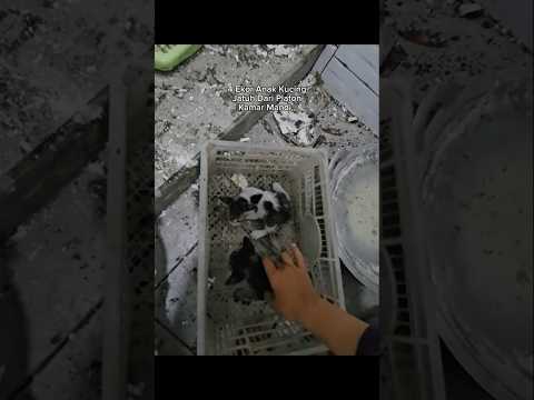 4 Ekor Anak Kucing Jatuh Dari Plafon Kamar Mandi #shorts #cat #kucing #animals #rescue #kitten