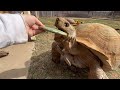 Feeding Day for the Tortoises - Daily Routine