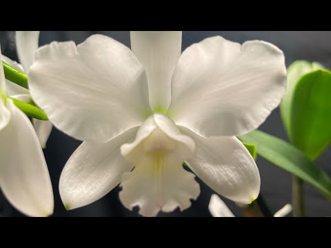 Cattleya Bridal White from Palmer Orchids #cattleyablooms