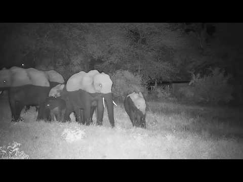 Djuma: Elephants-Pt:1 - 20:12 - 01/21/2020