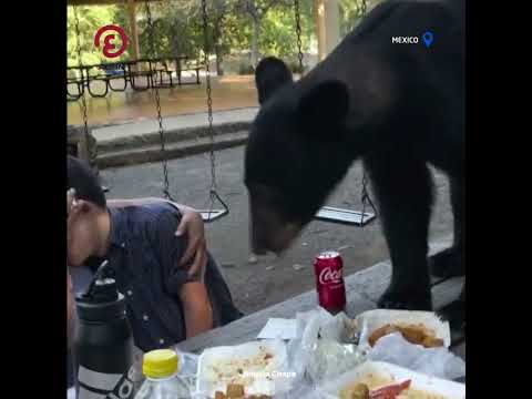 Mexique: Un ours s'invite à la table d'une famille lors d'un pique-nique