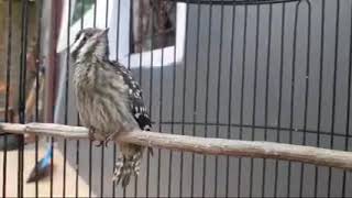 Download lagu Merindingnya Pelatuk Ulam Ngekek kaya Kuntilanak mp3