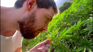 I Accidentally Hiked Into A Giant Weed Farm (#123) (Age-Restricted)