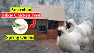 Australian Silkie Chicken Feed | Spring Onions | Organic Chicken Feed | Birds and Animals Planet