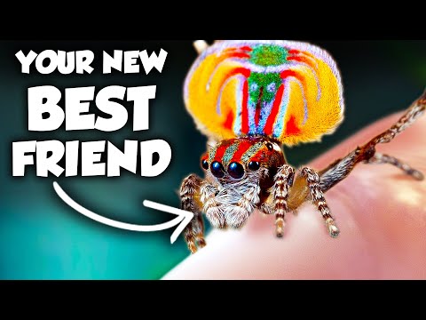 The World’s Most COLORFUL Spider will CURE Your Fear