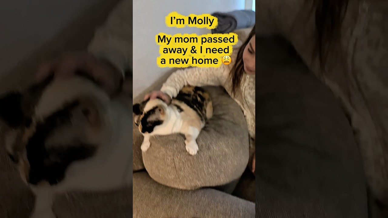 Enlarge MOLLY (watch video) Loves people, a Adoptable Domestic Short Hair in New SMyrna Beach, FL video 4/4