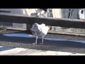 Seagull Vs Starfish