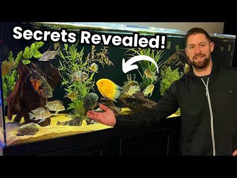 HOW TO Get CRYSTAL CLEAR Aquarium Water