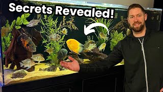 The Secrets to CRYSTAL CLEAR Aquarium Water!