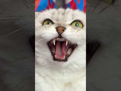 Sonya is smarter than me 🥲#cat