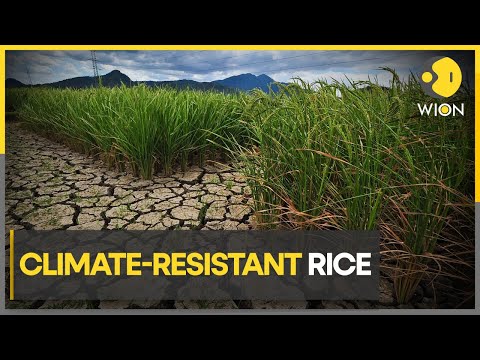 Scientists experiment with rice that be grown in extreme climate ...