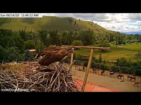6/14/20 ~ DUNROVIN OSPREY...CHICK GETS FEISTY WITH MOM, TOPPLES ON BACK