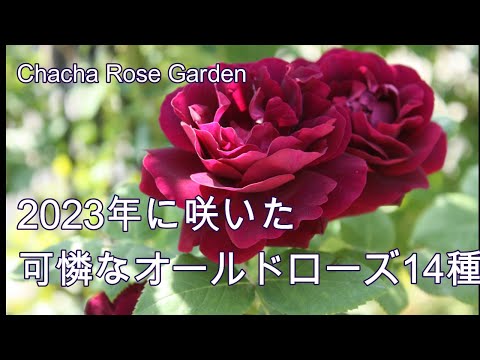 低木バラ 'ファンタン ラトゥール' 植物