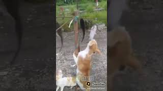 Download lagu kucing lomba ambil ikan lele #shorts,#viralsubscribe 🐈⬛🐈🐈⬛🐈 mp3 Download lagu kucing lomba ambil ikan lele #shorts,#viralsubscribe 🐈⬛🐈🐈⬛🐈 mp3