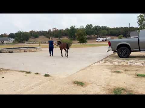 Gunner Dun It Again Filly