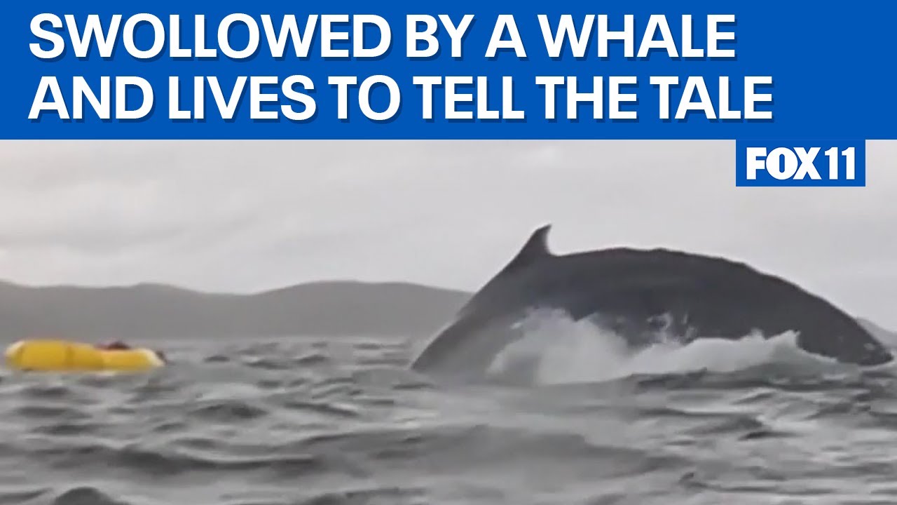 Kayaker survives being swallowed by whale
