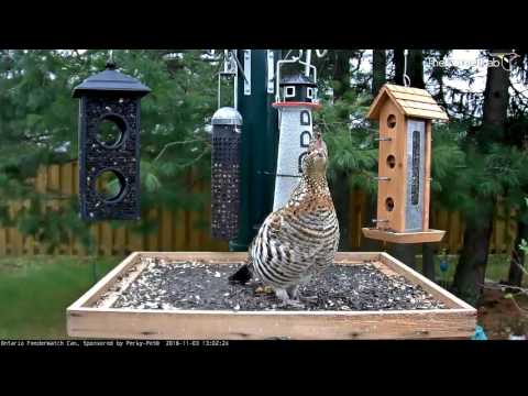 Ontario FeederWatch Cam Back Online for 2016-2017 - Nov. 3, 2016