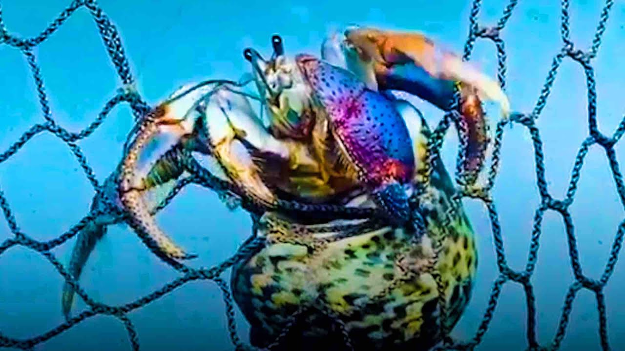 Watch video Woman Rescues Every Hermit Crab She Can From Craigslist | The Dodo Now Woman Rescues Every Hermit Crab She Can From Craigslist | The Dodo